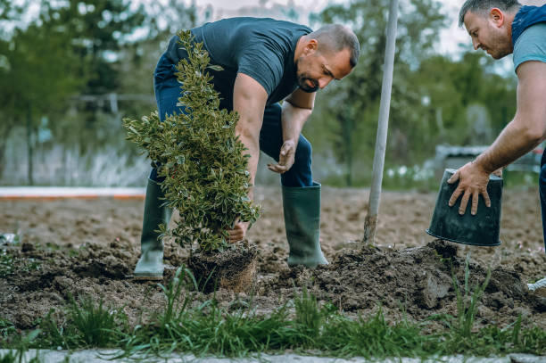 How Our Tree Care Process Works  in  Central City, IA