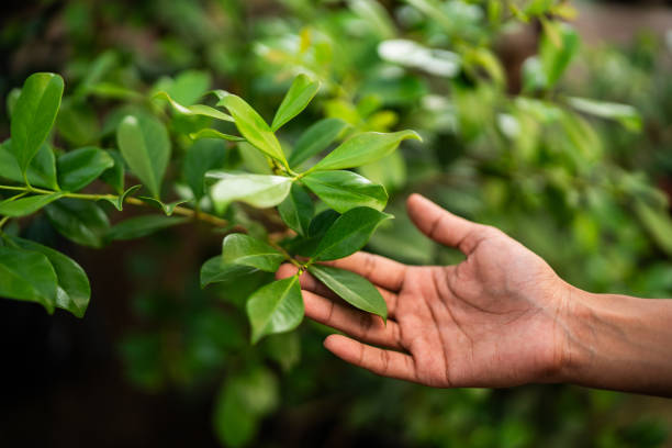 Professional Tree Services in Central City, IA