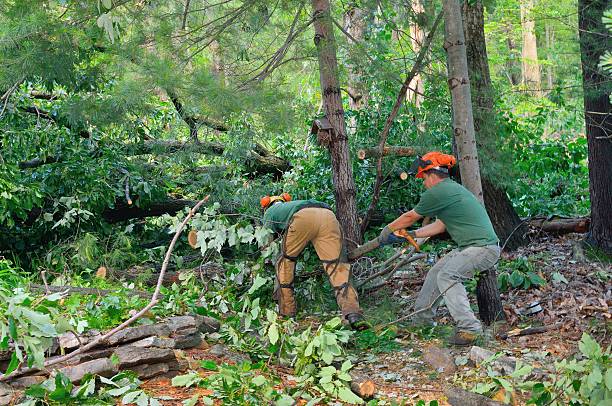 Professional Tree Services in Central City, IA