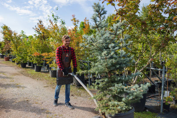 Best Storm Damage Tree Cleanup  in Central City, IA